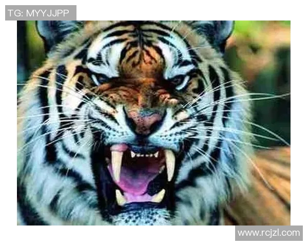 足球女球星老虎头像展示魅力风采激励年轻球员追梦之路